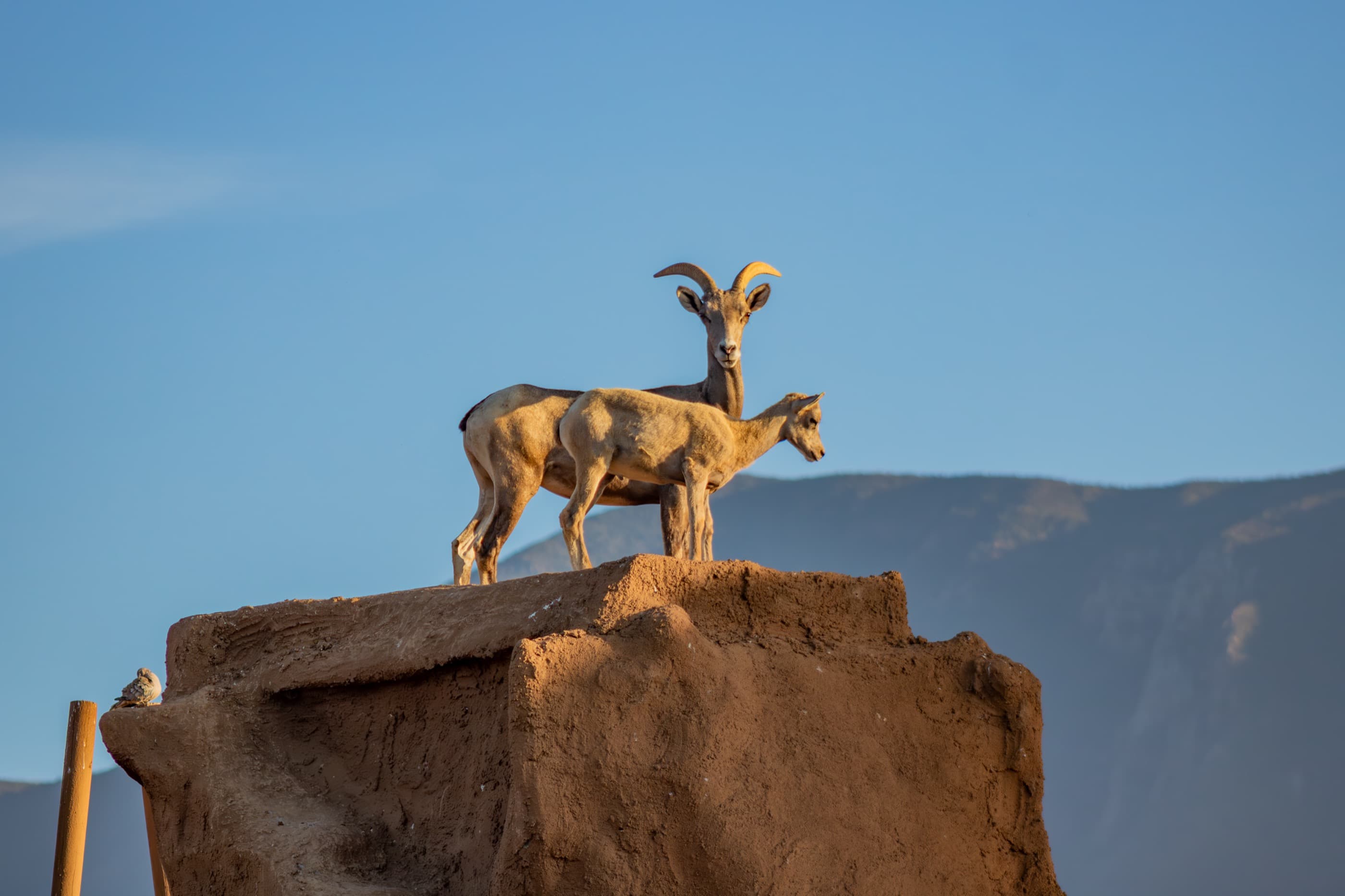 Bighorn sheep on a rock at sunset at PAIPAI Conservation Center