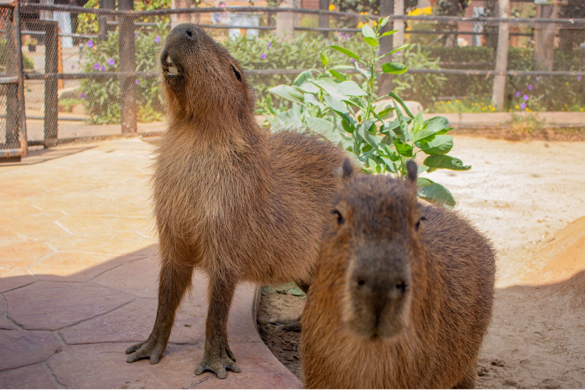 Capybaras · Discover the World of Capybaras at PAIPAI