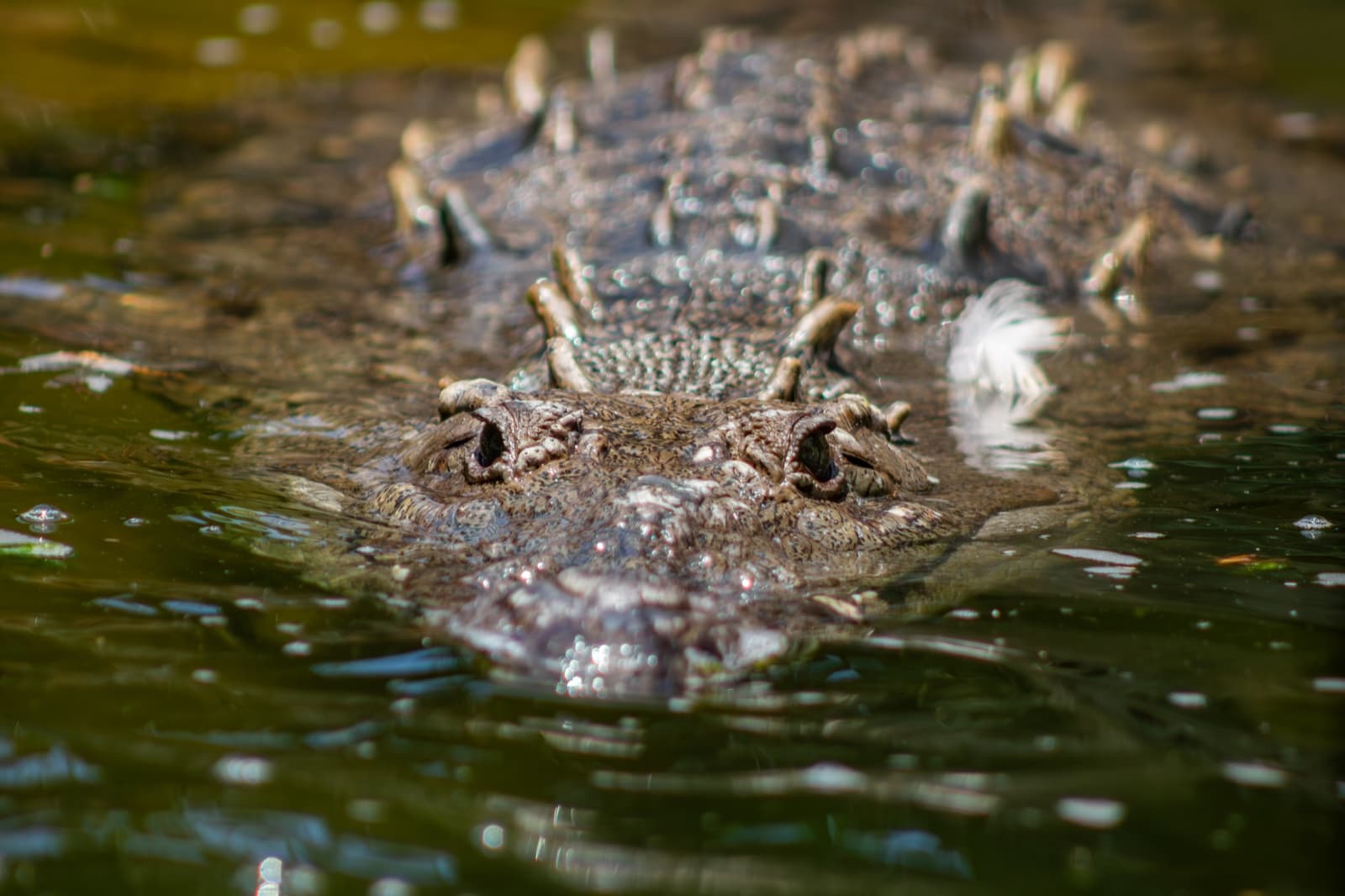 Pánfilo · Morelet's crocodile at PAIPAI