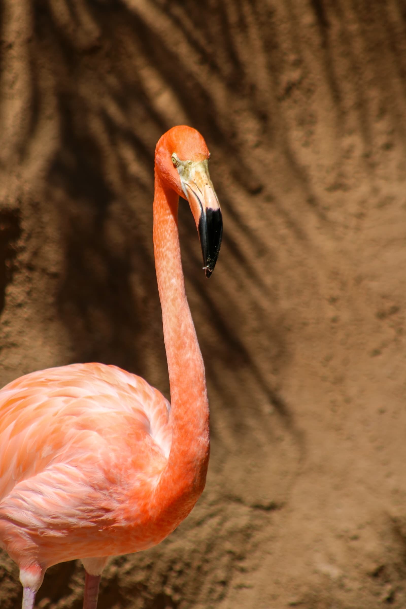 Flamingos · American flamingo at PAIPAI