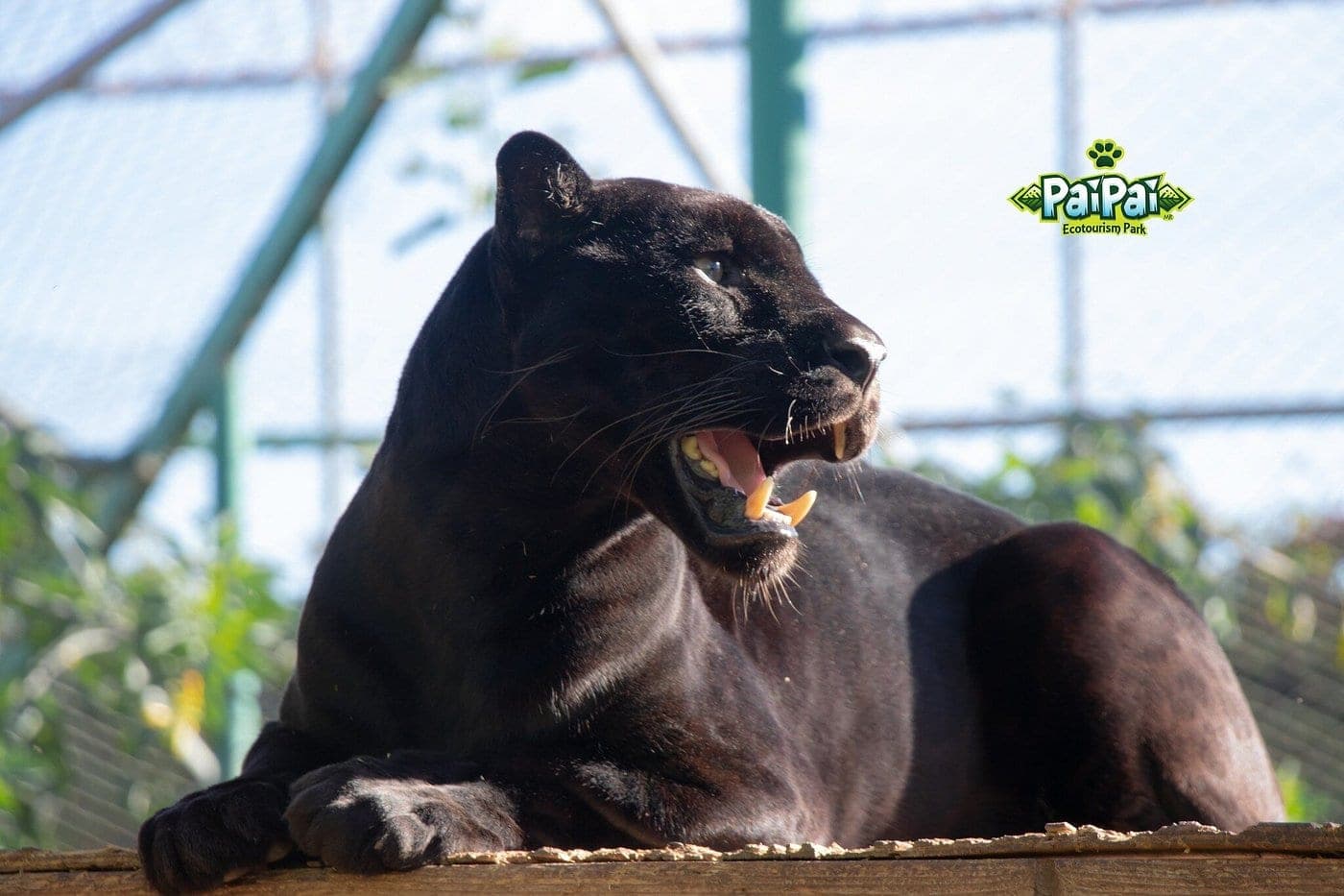 Jaguar negro (Panthera onca, variante melánica) mirando fijamente hacia cámara en PAIPAI Conservation Center.