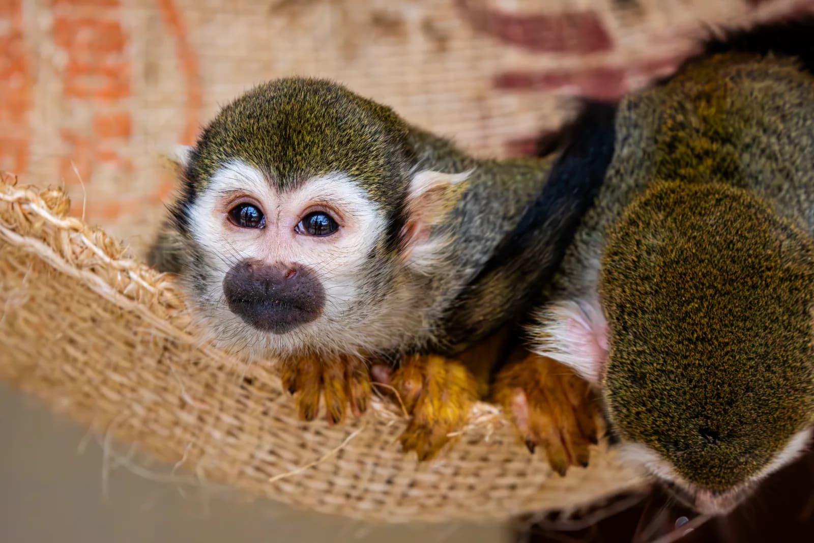 Yago · Squirrel monkey at PAIPAI