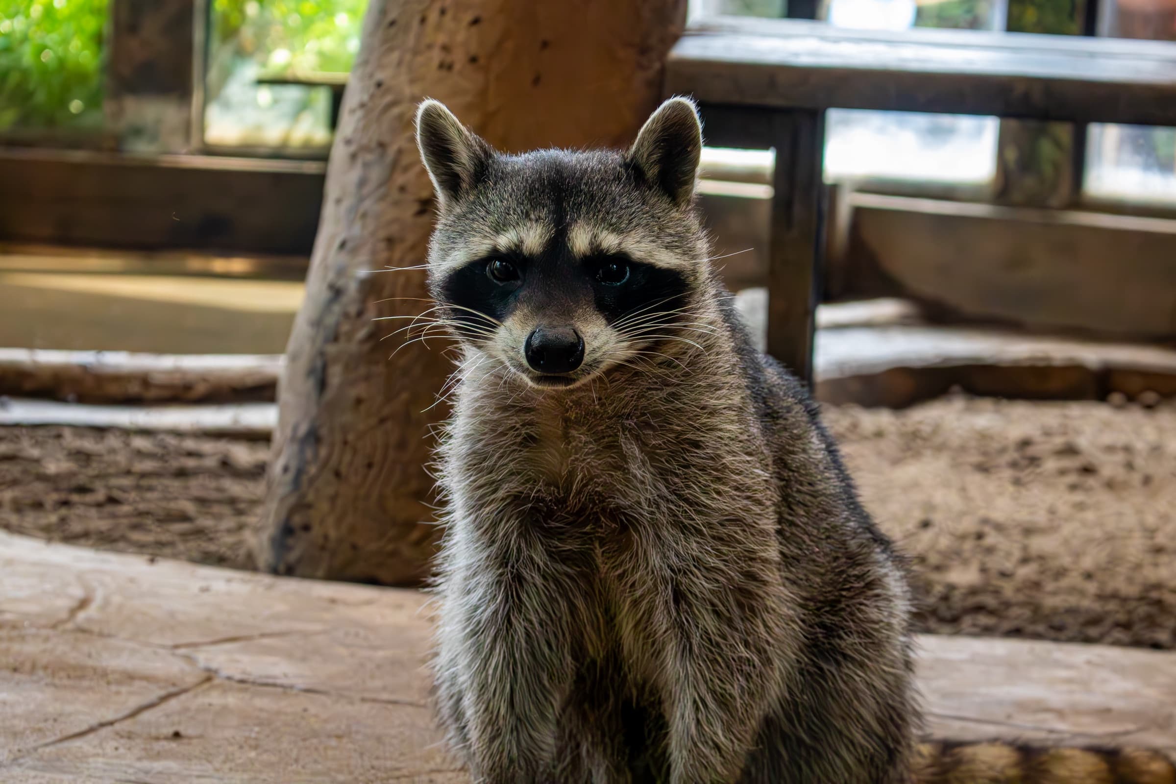 Raccoons · Northern raccoon at PAIPAI