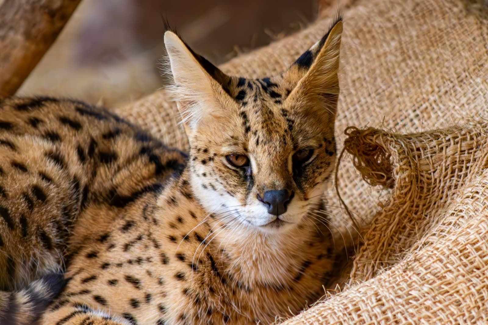 Maat · Serval · medium-sized cat at PAIPAI