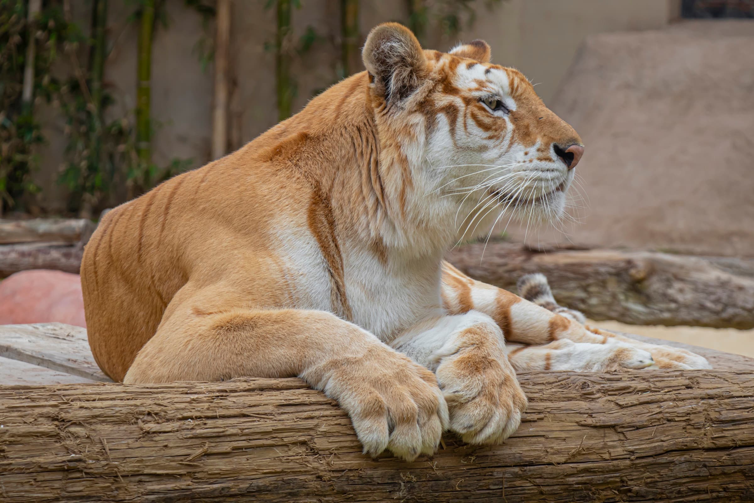 Athena · Tigre golden tabby en PAIPAI