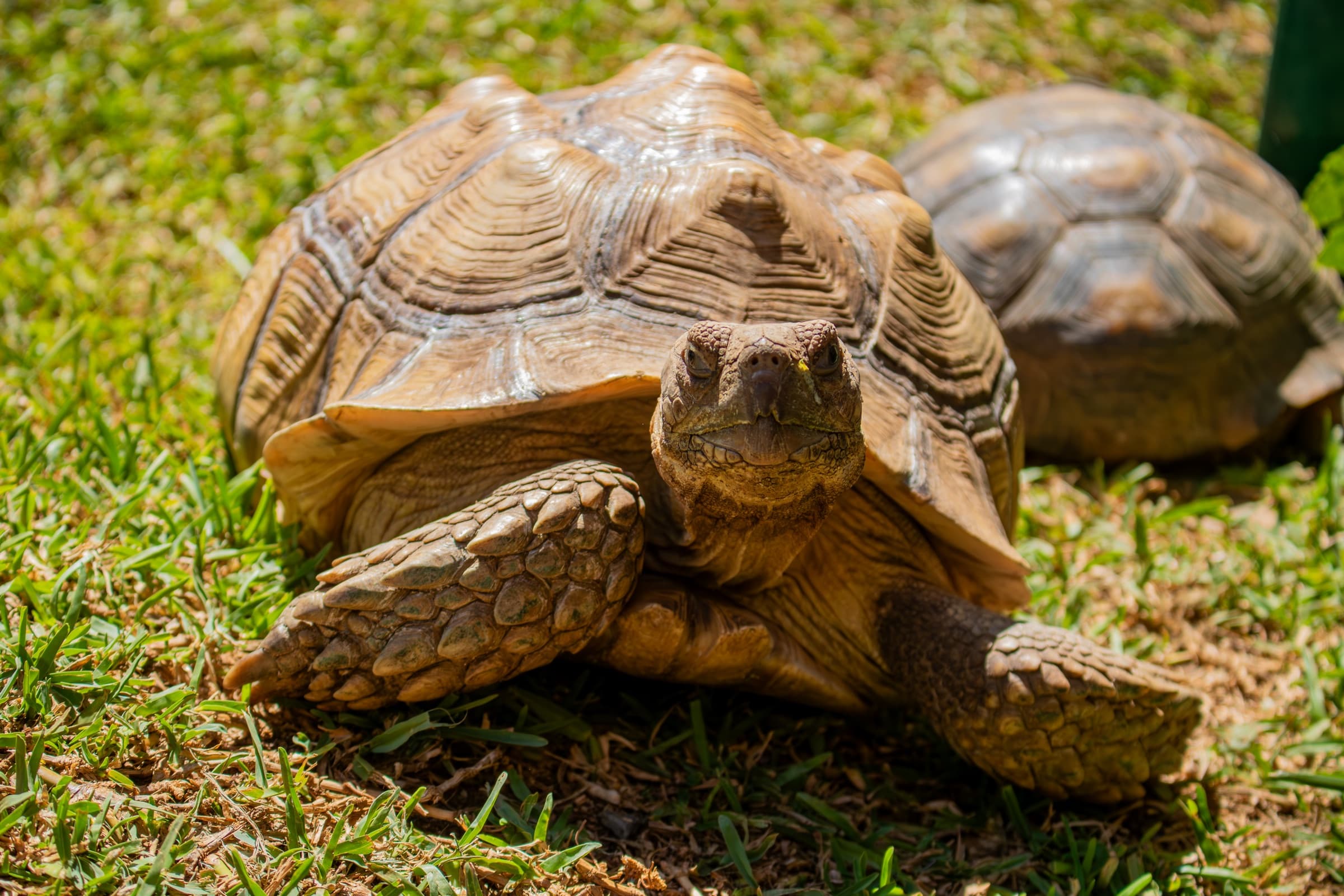 Tortoises · Sulcata tortoise at PAIPAI