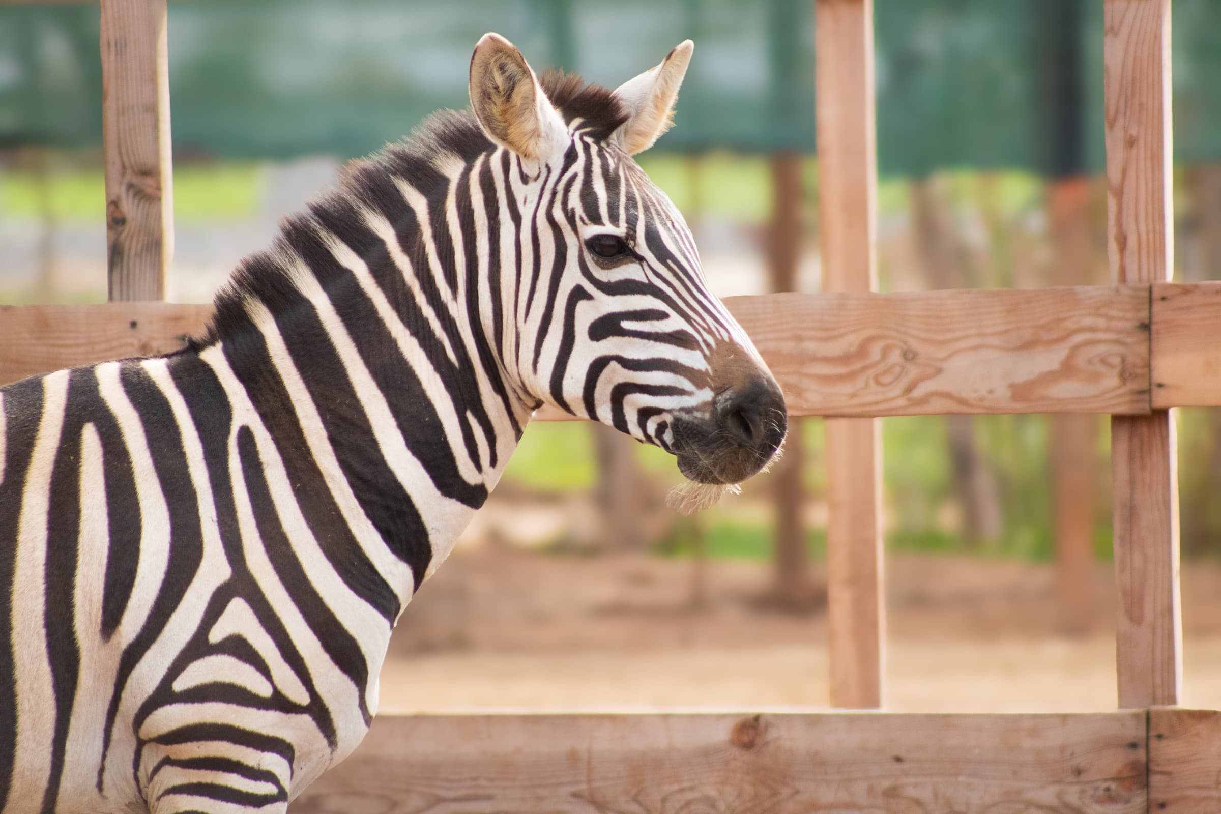 Zebras · Safari Park · Grant's zebra at PAIPAI