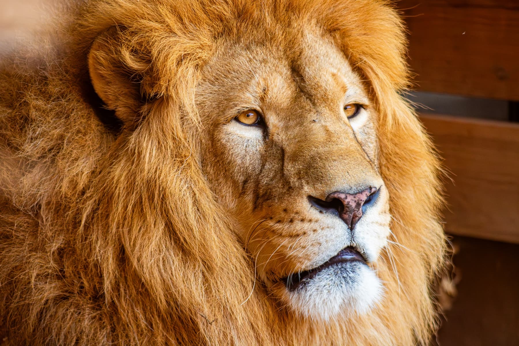 Lion resting in its habitat at PAIPAI